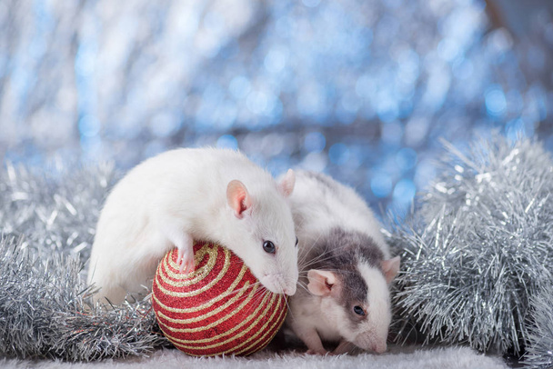New Year concept. Cute white domestic rat in a New Year's decor. Symbol of the year 2020 is a rat. Gifts, toys, garlands, Christmas tree branches - Foto, immagini