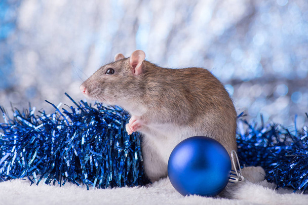 New Year concept. Cute white domestic rat in a New Year's decor. Symbol of the year 2020 is a rat. Gifts, toys, garlands, Christmas tree branches - Foto, Bild