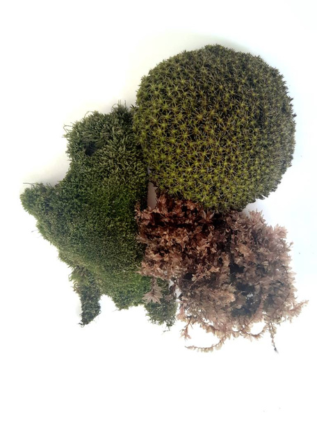 Muschi e licheni sono specie incredibili di piante
 - Foto, immagini