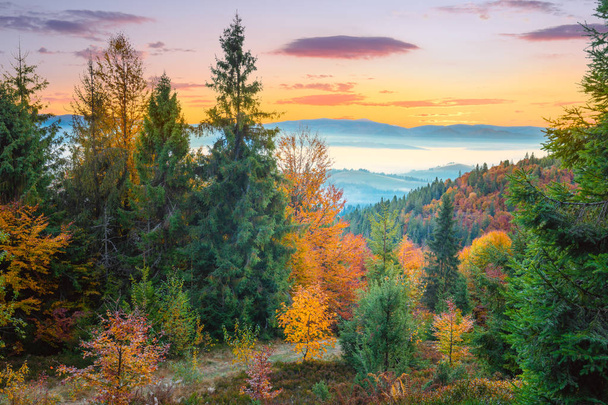 Autumn colorful forest in Mountains before sunrise - Foto, afbeelding
