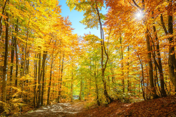 Autumn morning scene in the forest with sun rays and colorful le - Foto, Imagem