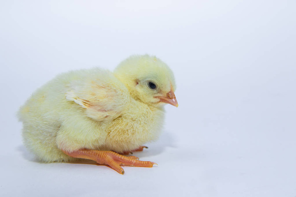 kleines, süßes gelbes Huhn auf weißem Hintergrund. - Foto, Bild