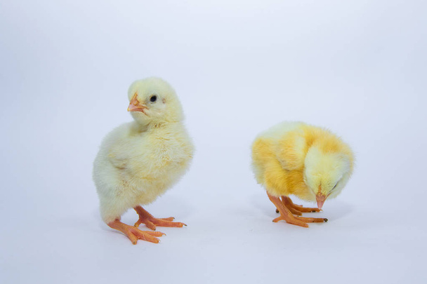 Little, sweet yellow chicken on white background. - Foto, Imagem
