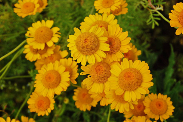 a Cota tinctoria növények sárga virágai - Fotó, kép