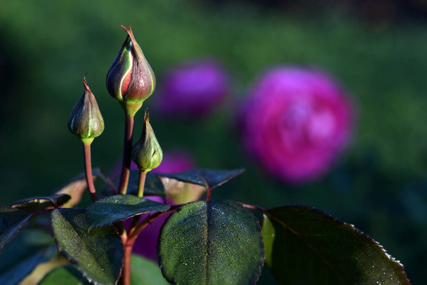 Ένα τριαντάφυλλο είναι ένα ξυλώδες πολυετές ανθοφόρο φυτό του γένους Rosa, της οικογένειας Rosaceae, ή το λουλούδι που φέρει. Υπάρχουν πάνω από εκατό είδη και χιλιάδες ποικιλίες.. - Φωτογραφία, εικόνα