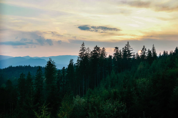 Mistyczne góry Las Krajobraz w godzinach wieczornych, Karpaty, Ukraina - Zdjęcie, obraz