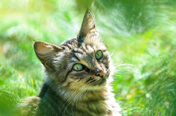 Tabby cat in green grass - Photo, Image