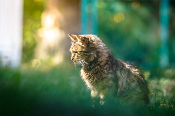 Kissan tabby, johon aurinko paistaa kesäkuvassa
 - Valokuva, kuva