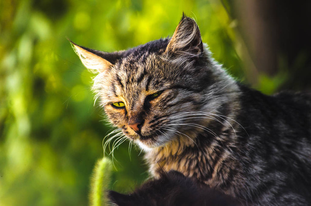 Sommerporträt einer gestromten Katze auf leuchtendem Grün - Foto, Bild