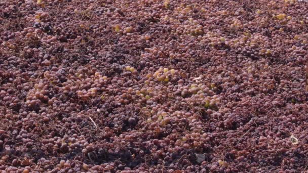 Mazsola szőlő szárítás egy pasero a nap Andalúziában, Spanyolország - Felvétel, videó