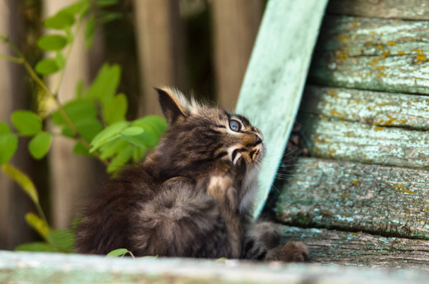 Little rustic tabby kitten sits on a shabby bench - Photo, Image
