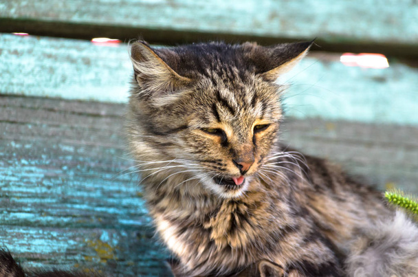 面白い村の猫は舌を示しています - 写真・画像