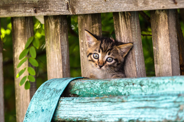 Sommerdorf-Kätzchen auf einem Holzzaun - Foto, Bild
