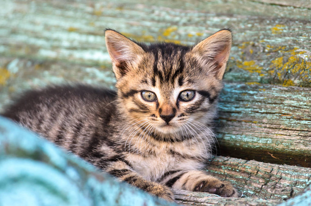 kleines rustikales gestromtes Kätzchen sitzt auf einer schäbigen Bank - Foto, Bild