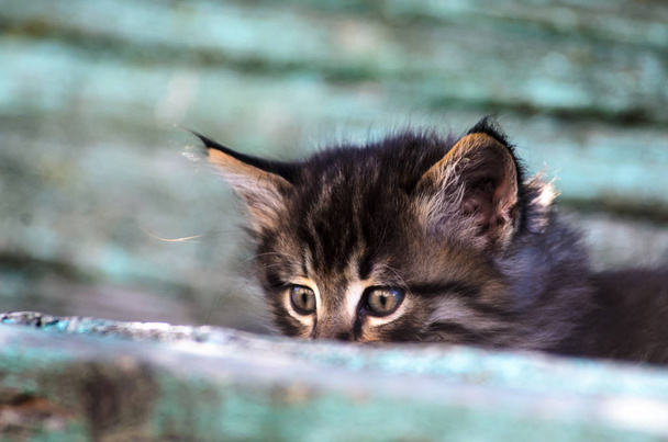 Pieni maalaismainen tabby kissanpentu istuu nuhjuisella penkillä
 - Valokuva, kuva