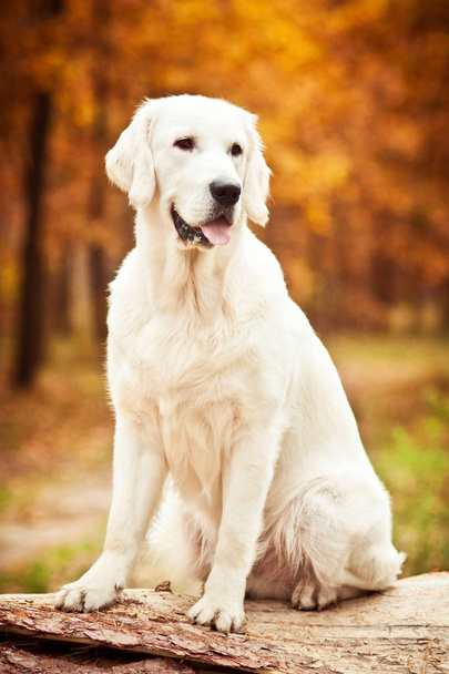  hermoso perro golden retriever en amarillo paisaje otoñal
 - Foto, Imagen
