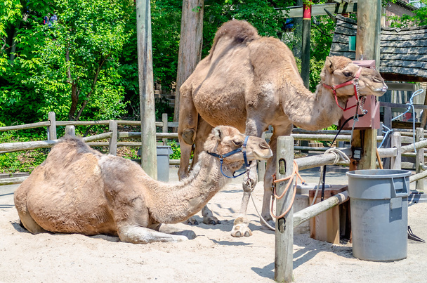 kamelen - Foto, afbeelding