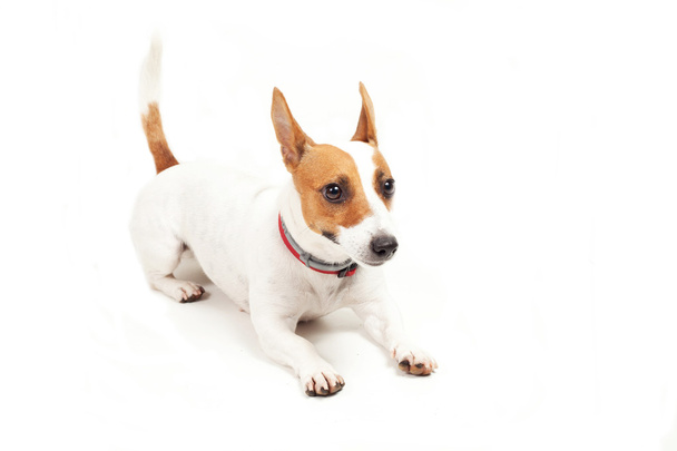 Jack Russell Terrier - Zdjęcie, obraz