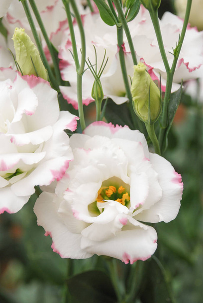 Prärie-Enzian, Eustoma, Lisianthus. weiße Blume mit rosa Rand - Foto, Bild