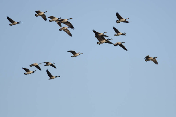 Manada de gansos de Canadá volando en un cielo azul - Foto, Imagen