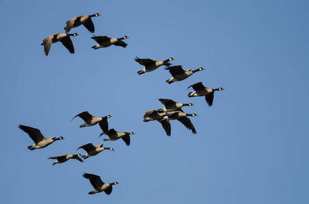 Flock of Canada Geese Flying in a Blue Sky - Photo, Image