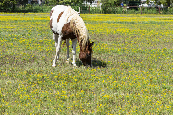 Λευκό άλογο μπογιάς με καφέ κηλίδες που βόσκουν - Φωτογραφία, εικόνα