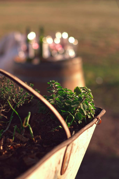 Planta de orégano de cosecha propia en un cubo de uva oxidado en un jardín
. - Foto, imagen