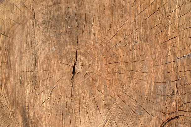 Kesilmiş ağaç kütüğünün kesiti. Üst görünüm doku detayı. - Fotoğraf, Görsel