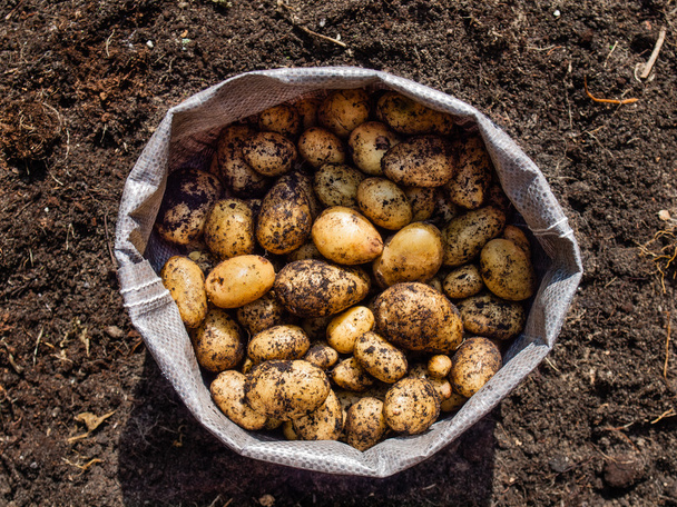 Patatas recién cosechadas
 - Foto, imagen