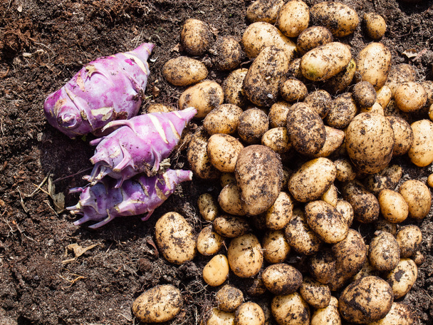 Свіжозібрана картопля і кольрабі
 - Фото, зображення