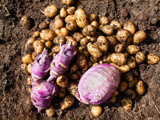 čerstvě sklizené brambory, zelí a kedlubny - Fotografie, Obrázek