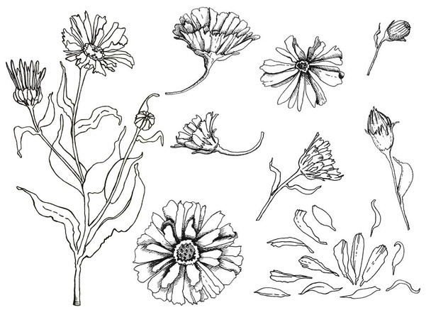 Ручна намальована лінійна ілюстрація! Висушені квіти календули для домашньої медицини, такі як настойки, чай, мило, олія тощо
 - Фото, зображення