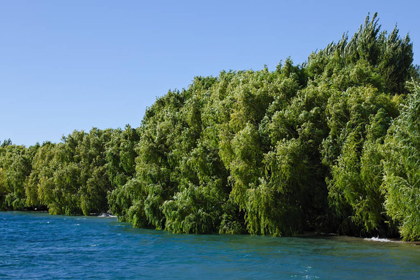 Willow bomen langs Lago General Carrera Lake bij Chile Chico in Chileens Patagonië. Lago General Carrera is het grootste meer van Chili. - Foto, afbeelding