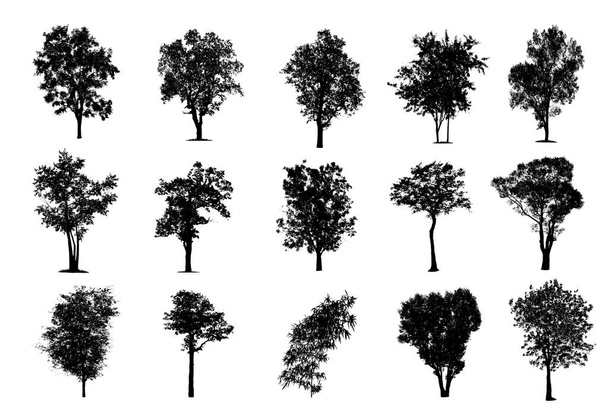  Stromy v siluetách. Vytvoření většího počtu stromů s listy.  - Fotografie, Obrázek