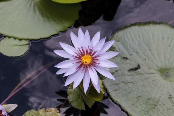 Blue star water lily Nymphaea nouchali in a pond in Sarasota - Photo, Image