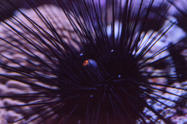 ouriços-do-mar-preto de longa rotação Diadema setosum estende uma laranja
  - Foto, Imagem