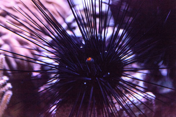Οι μανοί της Μαύρης Θάλασσας, το Diadema setosum, επεκτείνει ένα πορτοκαλί  - Φωτογραφία, εικόνα