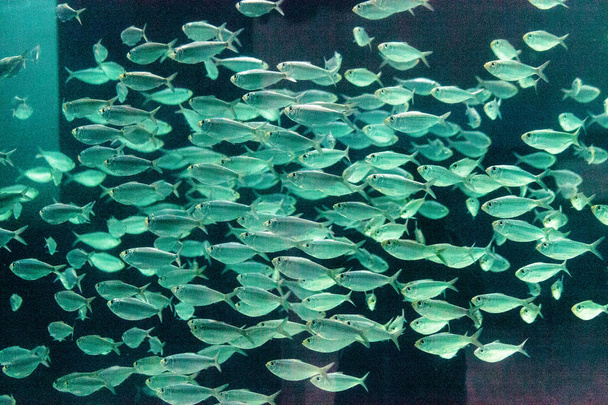 Escuela de Akule también llamado Bigeye Scad pescado Selar crumenophthal
 - Foto, imagen