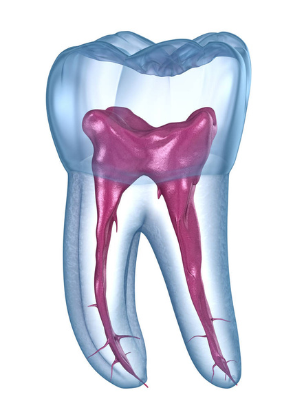 Anatomia korzeni stomatologicznych - pierwszy szczękowy ząb trzonowy. Medycznie dokładna ilustracja 3D - Zdjęcie, obraz