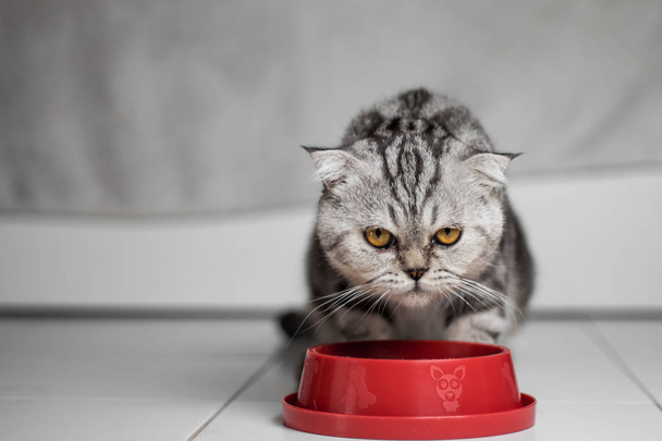 Cat eating food in the food tray red. - Photo, Image