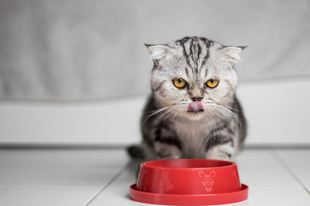 Kot jedzenia żywności w zasobniku żywności czerwony. - Zdjęcie, obraz
