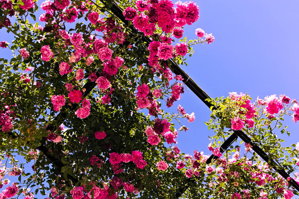 Pérgola en un jardín de rosas contra el cielo azul
. - Foto, imagen