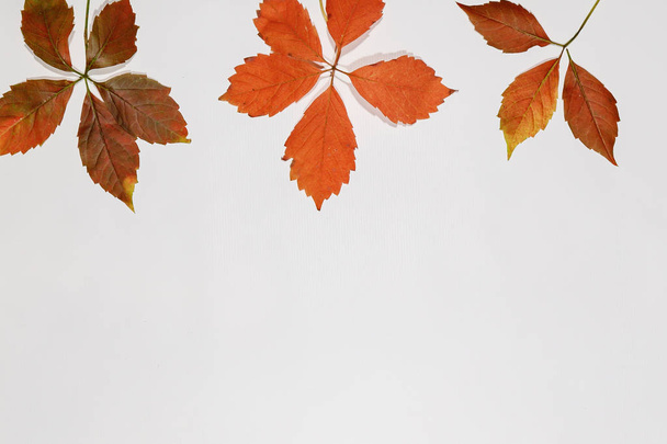 Барвисті осінні листя клена ізольовані на білому тлі
 - Фото, зображення
