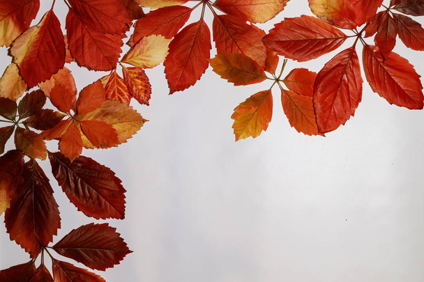 kleurrijke herfstbladeren herfst esdoorn geïsoleerd op witte achtergrond - Foto, afbeelding