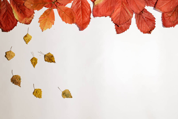 colorful autumn fall leaves maple isolated on white background - Photo, Image