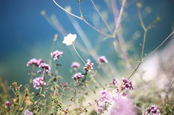 мінімалізм у фотографії яскравий фон і шип квітника на передньому плані
 - Фото, зображення
