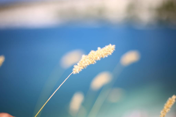 写真の明るい背景と前景のスパイクの花のミニマリズム - 写真・画像