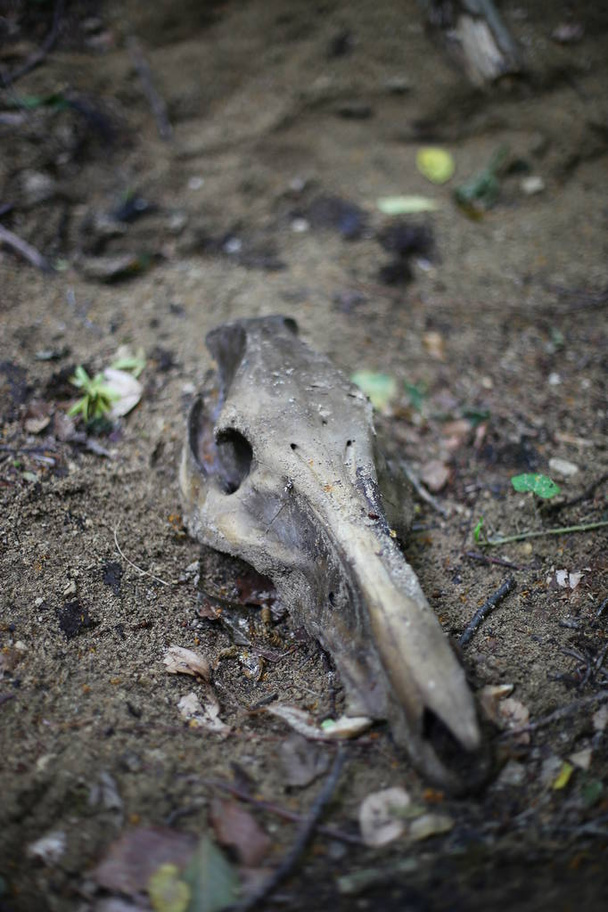 Schädel eines Wildschweins, Überreste eines Raubtieres ein ungewöhnlicher Fund - Foto, Bild