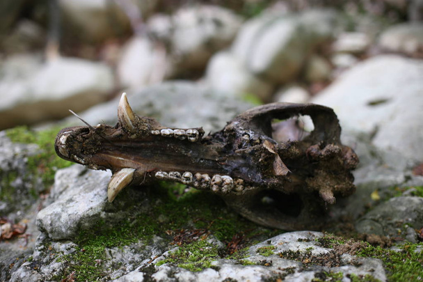 Schädel eines Wildschweins, Überreste eines Raubtieres ein ungewöhnlicher Fund - Foto, Bild