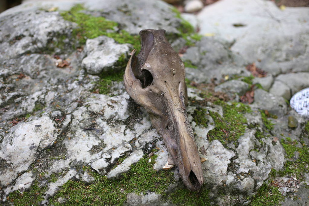 Skull of a mountain boar, the remains of a predatory animal an unusual find - Photo, Image